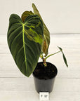 Philodendron melanochrysum Variegata