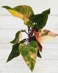 Philodendron erubescens Strawberry Shake