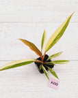 Philodendron serratum 'Caramel Marble' -flash sale