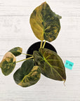 Alocasia ‘wentii’ Variegated - SALE