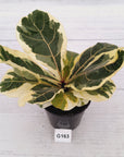 Ficus lyrata Variegata