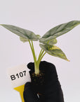 Alocasia baginda 'Silver Dragon' Variegata - Bare Bottom Baby