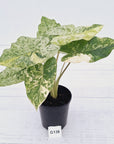 Alocasia odora 'Batik' Variegata Tri Colour