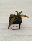 Philodendron 'Orange Princess'
