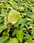 Philodendron pinnatifidum Snowdrift