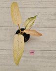 Philodendron 'Whipple Way' SALE