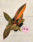 Philodendron 'Orange Princess' 70mm
