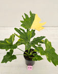 Philodendron bipinnatifidum variegata - SALE