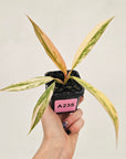 Philodendron serratum 'Caramel Marble' -flash sale