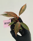 Philodendron 'Orange Princess' 70mm