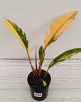 Philodendron serratum 'Caramel Marble'