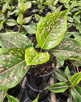 Aglaonema commutatum 'Pink Dalmation'
