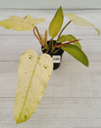 Philodendron 'Whipple Way'