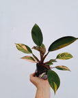 Philodendron 'Rojo Congo Variegated'
