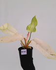 Philodendron 'Whipple Way' SALE