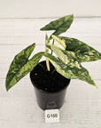 Alocasia ‘Simpo Albo’ Variegata - SALE