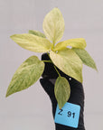 Homalomena sulcata ‘Cream Frost’ - SALE