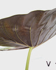 Alocasia ‘wentii’ Variegated - Sale