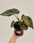 Alocasia ‘wentii’ Variegated - SALE
