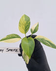Homalomena rubescens Variegata - Bare Bottom Baby