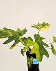 Philodendron bipinnatifidum variegata - SALE