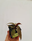 Philodendron 'Orange Princess'