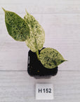 Alocasia baginda ‘Dragon Scale Mint'