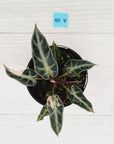 Alocasia Amazonica bambino Variegata