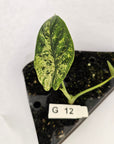 Alocasia baginda ‘Dragon Scale Mint’ - Bare Bottom Baby- SALE
