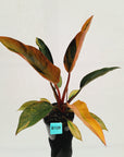 Philodendron 'Rojo Congo Variegated' 125mm - SALE