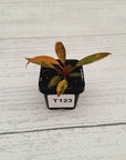 Philodendron 'Orange Princess'