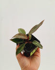 Philodendron 'Orange Princess'