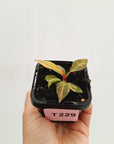 Philodendron 'Orange Princess'