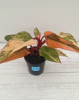 Philodendron erubescens Strawberry Shake - SALE