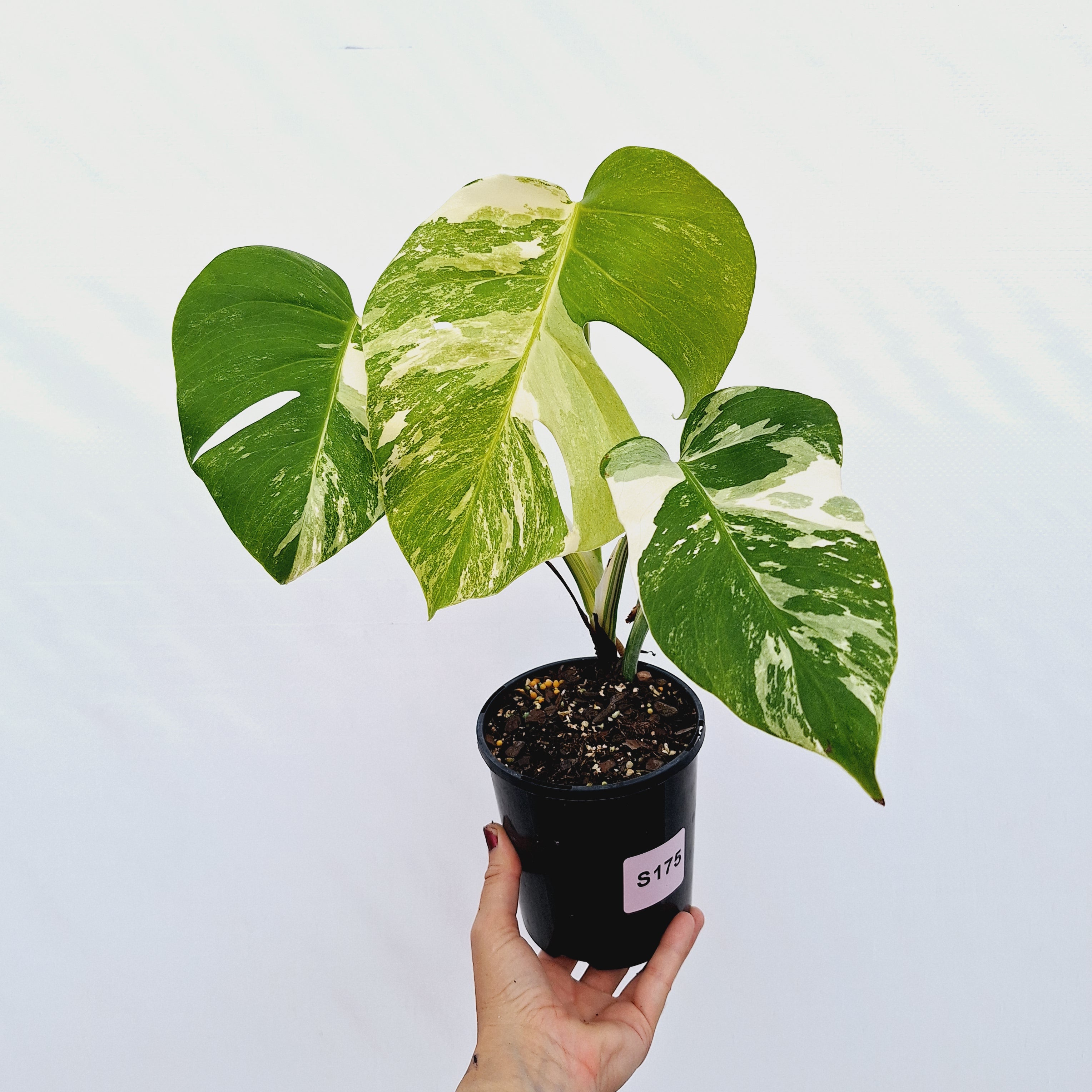 Monstera borsigiana 'Albo'