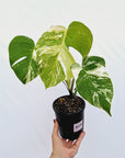 Monstera borsigiana 'Albo'