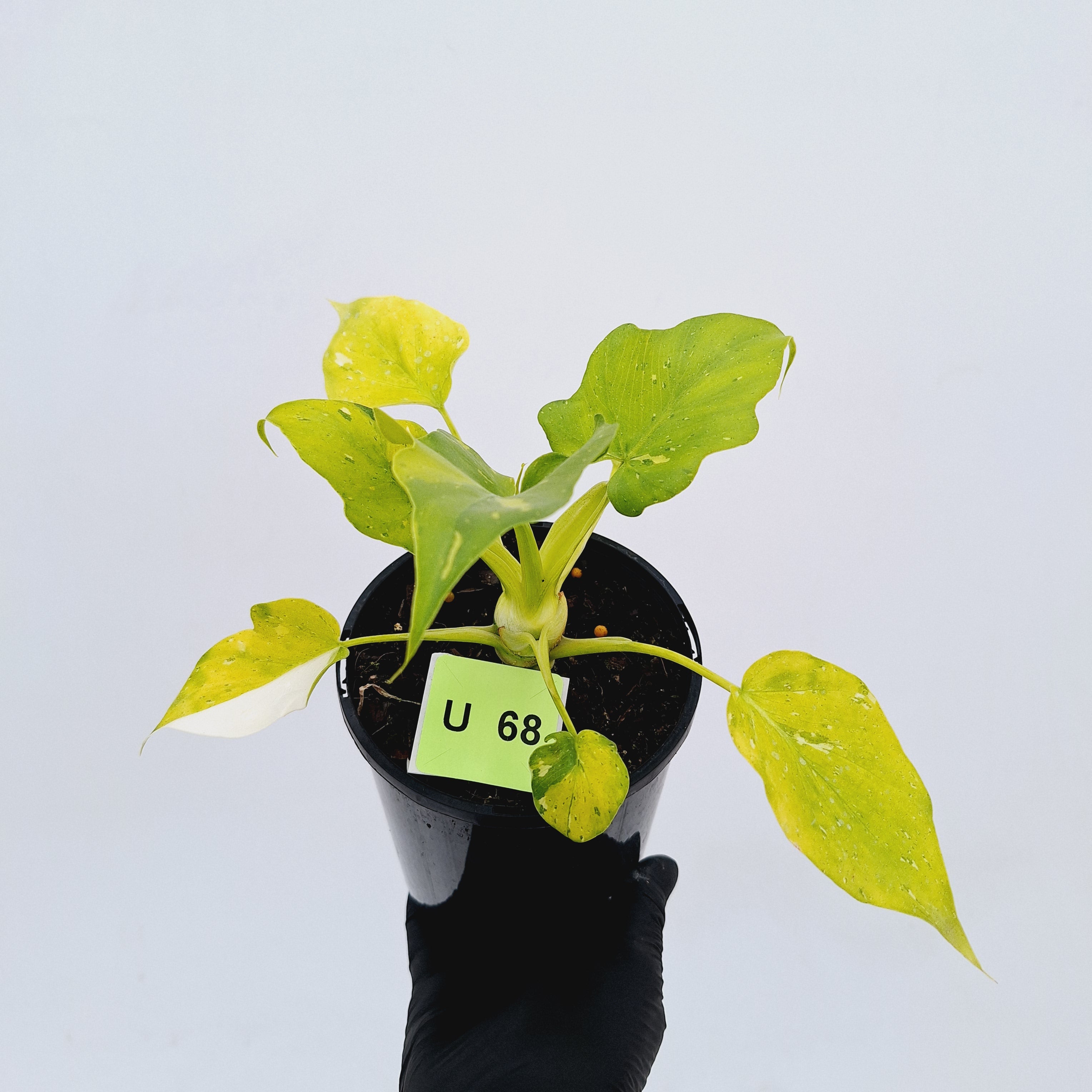 Philodendron warscewiczii Gold Variegata