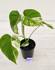 Monstera borsigiana 'Albo'