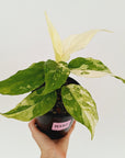 Aglaonema modestum variegata