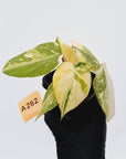 Philodendron gloriosum white vien variegata