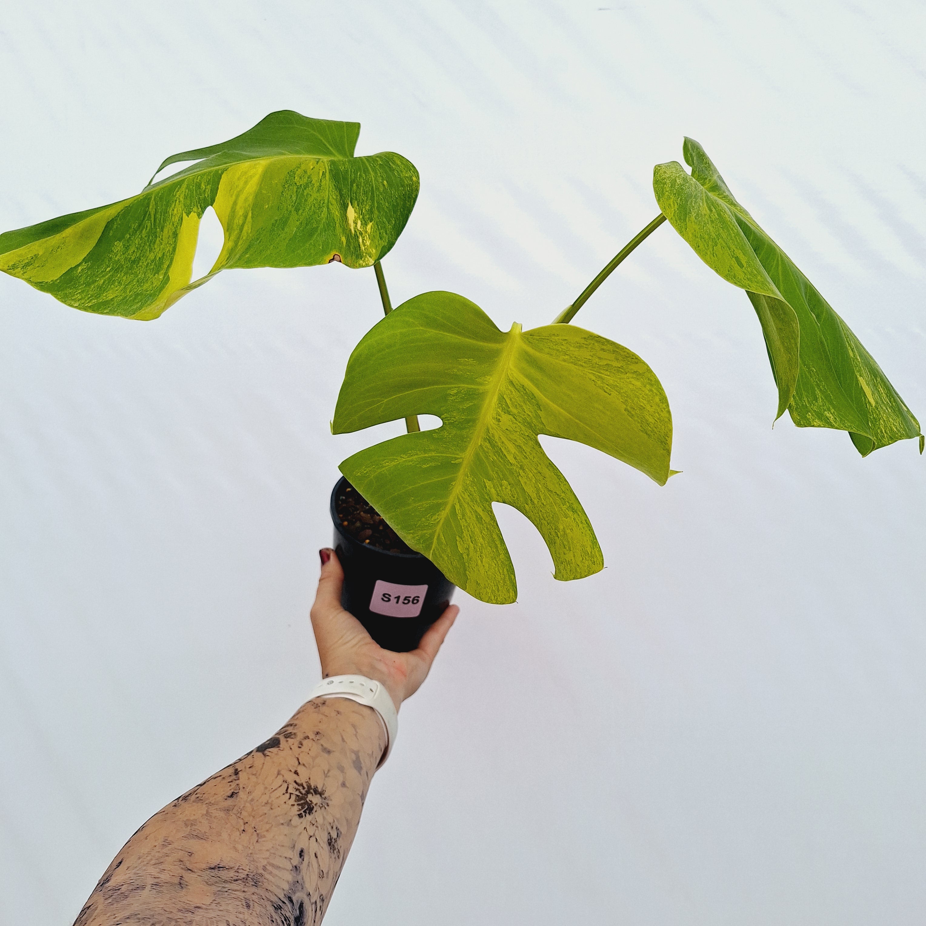 Monstera borsigiana Aurea