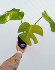 Monstera borsigiana Aurea