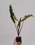 Alocasia sarian variegata