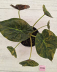 Alocasia ‘wentii’ Variegated - Sale