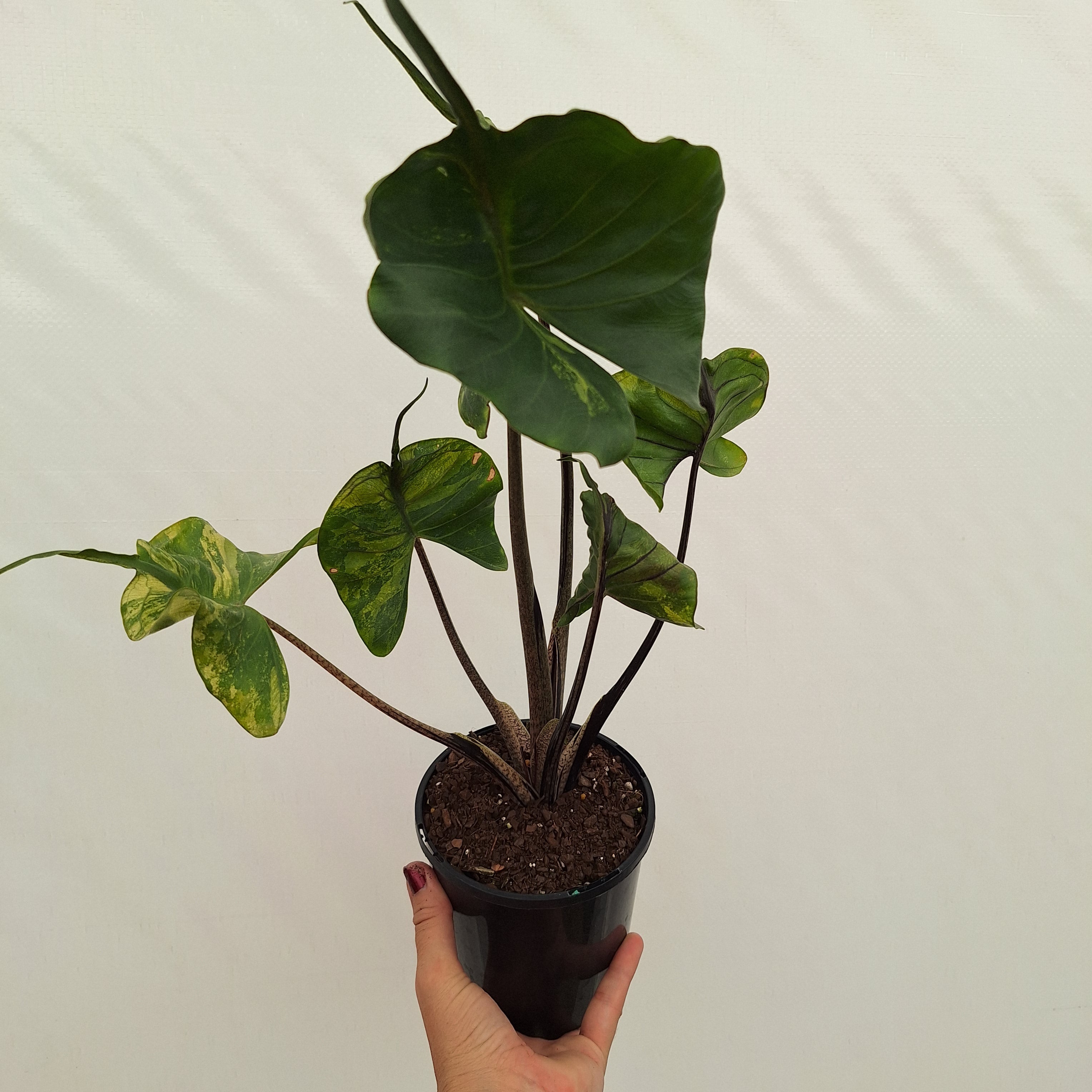 Alocasia macrorrhizos 'Stingray Aurea' Variegata