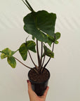 Alocasia macrorrhizos 'Stingray Aurea' Variegata