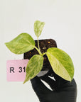 Philodendron giganteum Blizzard - SALE