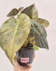 Alocasia ‘wentii’ Variegated - Sale