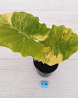 Alocasia Portora Variegata - SALE