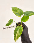 Homalomena rubescens Variegata - Bare Bottom Baby